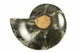 Cut & Polished Ammonite Fossil (Half) - Unusual Black Color #296319-1